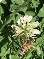 Apis mellifera