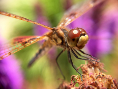 Celithemis elisa