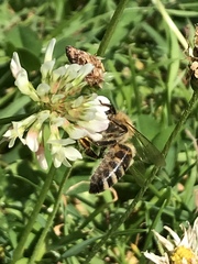 Apis mellifera