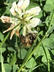 Apis mellifera