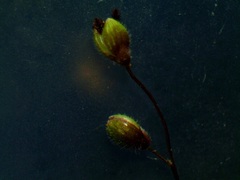 Dichanthelium columbianum