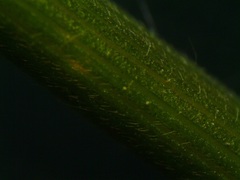 Dichanthelium columbianum
