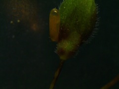 Dichanthelium columbianum