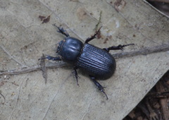 Phileurini
