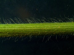 Dichanthelium columbianum