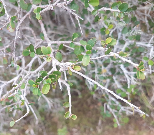 Image of Flueggea verrucosa by no rights reserved