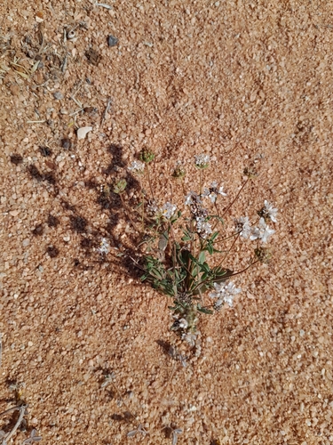 Image of Phyllopodium namaense by no rights reserved