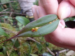 Lepanthes mucronata