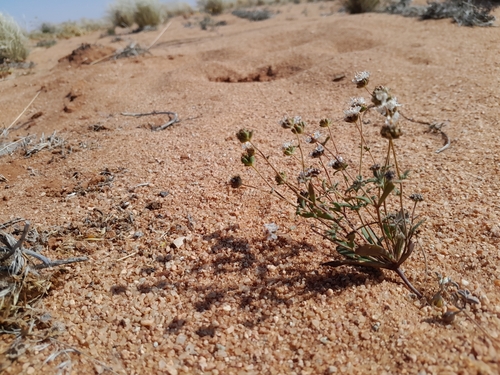 Image of Phyllopodium namaense by no rights reserved