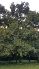 Alnus acuminata arguta