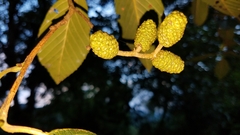 Alnus acuminata arguta