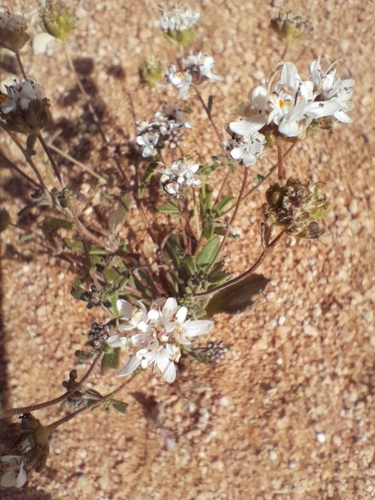Image of Phyllopodium namaense by no rights reserved