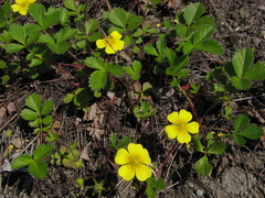 Potentilla stolonifera