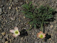Papaver alboroseum