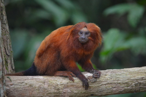 Leontopithecus rosalia