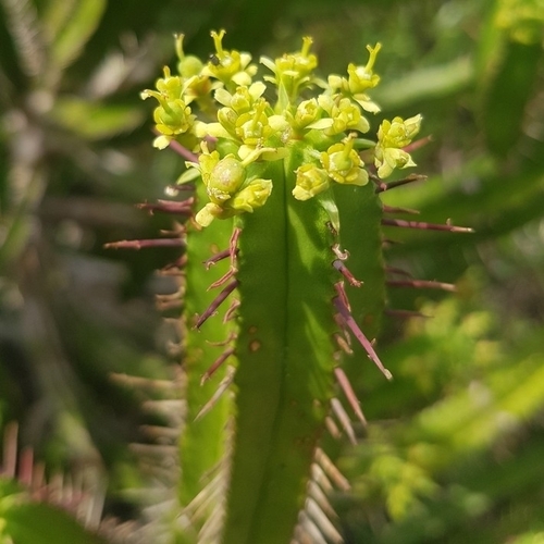 Euphorbia pentagona, photograph 2