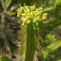 Euphorbia pentagona, photograph author not stated, no rights reserved