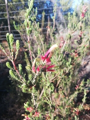 Erica discolor