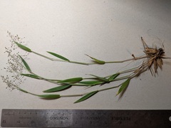 Dichanthelium columbianum