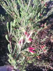 Erica discolor