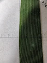 Dichanthelium columbianum