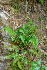Polystichum imbricans