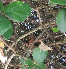 Phryganidia californica