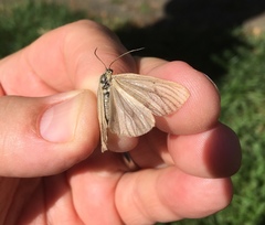 Phryganidia californica