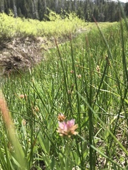 Trifolium wormskioldii
