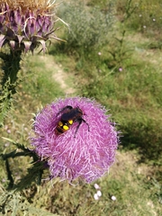 Megascolia maculata maculata