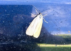 Phryganidia californica