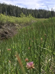 Trifolium wormskioldii