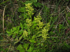 Platanthera tipuloides