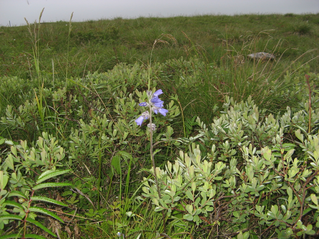 Polemonium campanulatum