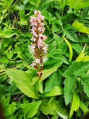 Galearis camtschatica