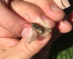 Phryganidia californica