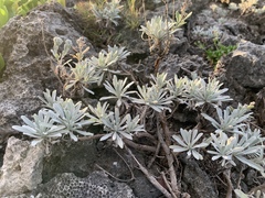 Crossostephium chinense