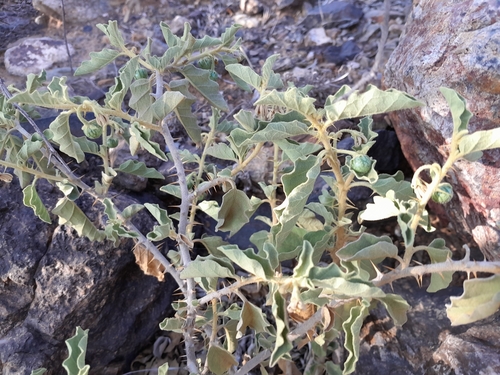 Image of Solanum humile by no rights reserved