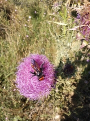 Megascolia maculata maculata