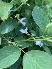 Dendrolobium umbellatum