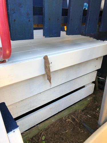 Saunder's Case Moth