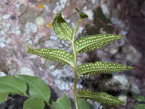 Image of Phanerophlebia auriculata by (c) Sue Carnahan, some rights reserved (CC BY)