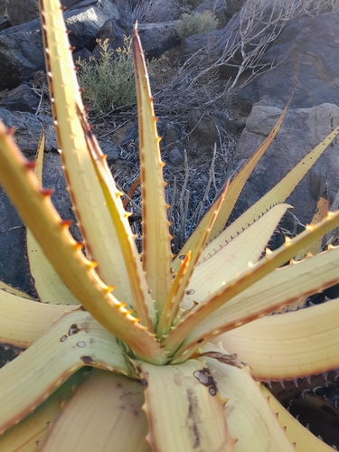 Image of Aloe gariepensis by no rights reserved