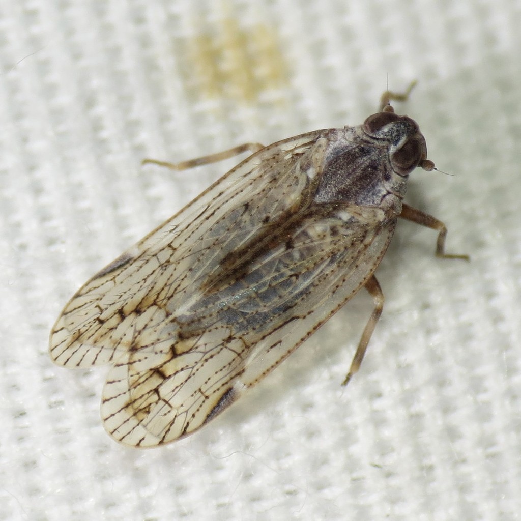 Xenoliarus eximus
