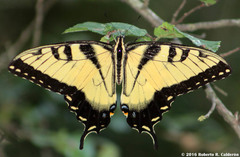 Papilio glaucus glaucus