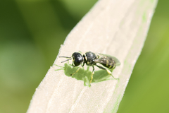 Ectemnius lapidarius