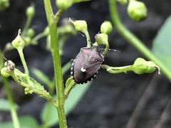 Holcostethus sphacelatus