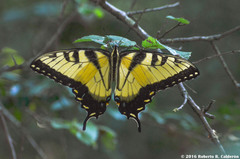 Papilio glaucus glaucus