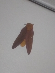 Anisota virginiensis