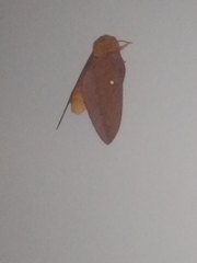Anisota virginiensis